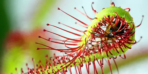 dangerous-smile-weird-plants-unique-plants-insectivorous-plant