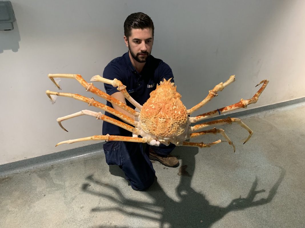 Sea Life Manchester's Japanese Spider Crab wriggles out of its entire