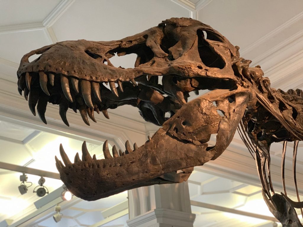 Manchester Museum's Stan the T. Rex on Strike for Climate Change ...