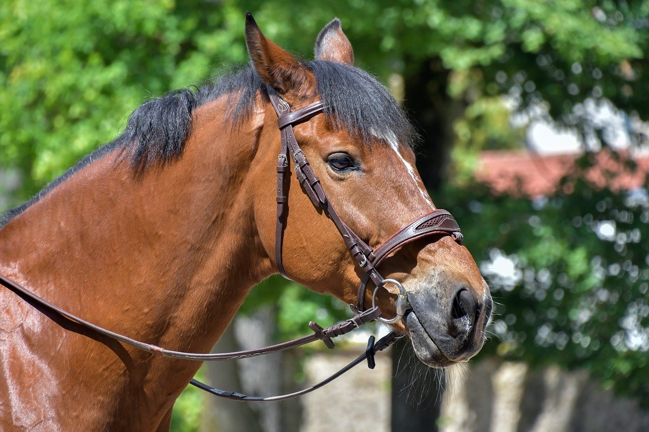 How Much Does It Cost To Keep A Horse In The UK About Manchester