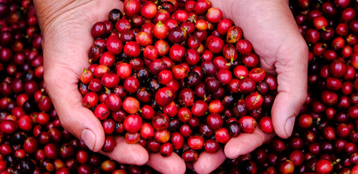 Adding cranberries to your diet could help improve memory and brain function, and lower ‘bad’ cholesterol – according to new research