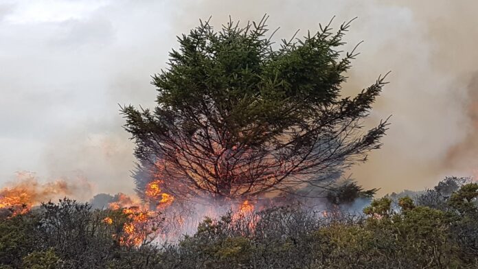 Record temperatures and dry weather in the UK this summer are causing exceptionally high levels of danger from extreme wildfire