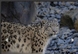 Snow leopards arrive at Chester Zoo for first time in 93-year history