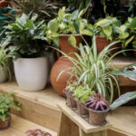 RHS Garden Bridgewater Houseplant Weekend 31 Jan – 2 Feb 2025