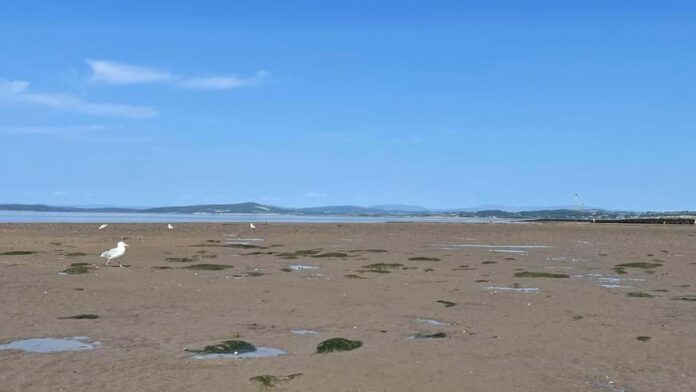 morecambe-sandscape-and-seagull-2-638949309771531900