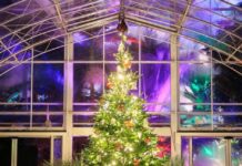 RHS Reveals Expert Tips for Choosing and Caring for Your Christmas Tree