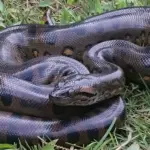 Fossils reveal anacondas have been giants for over 12 million years