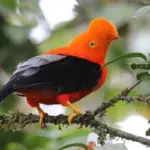 Groundbreaking global bird study reveals how land-use changes are putting ecosystems at risk