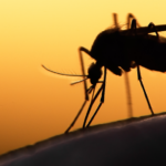 New study warns of ‘creeping catastrophy’ as climate change drives a global rise in infectious diseases