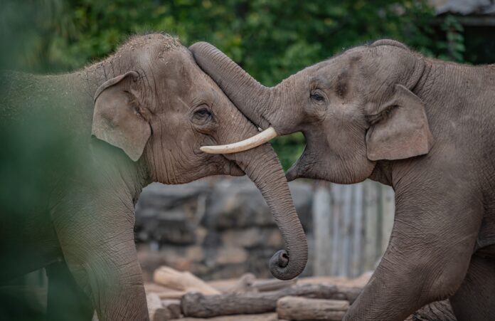 Visits to Chester Zoo have helped its scientists to develop world-first vaccine that protects elephants from a deadly diease, EEHV7