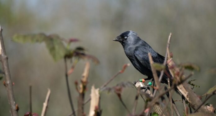 Adult-jackdaw.-Credit-Celine-Giorgetti-x-1024x550