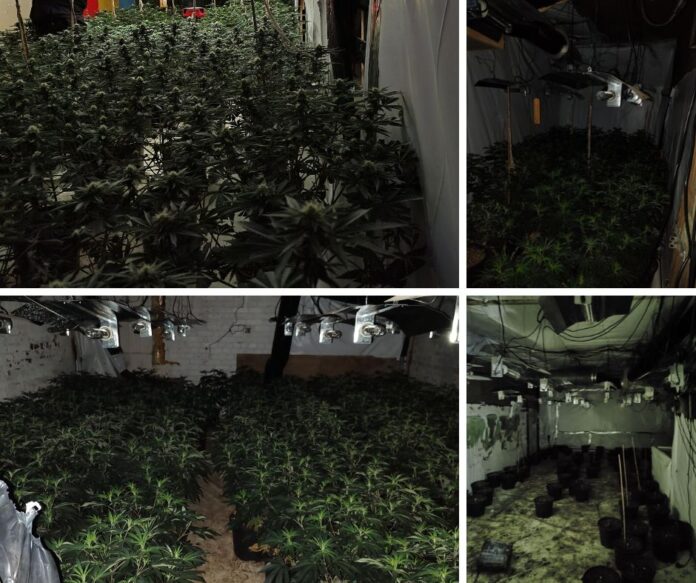 Cannabis Farm - Oldham Street, Manchester