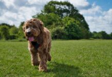 Study shows Designer dogs display higher levels of undesirable behaviour