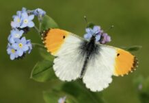 Greater Manchester’s Battle of the Butterflies!