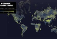 First global map reveals underground fungi networks long enough to reach the sun a billion times