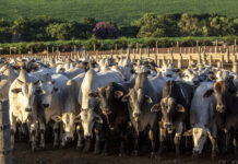 Manchester study urges UK to learn from EU deforestation law as study reveals global beef trade challenges