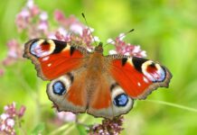 Manchester voted Peacock its butterfly champion – now it’s time to get out and Count them