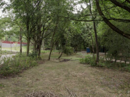 Latest urban park unveiled, bringing a forgotten woodland back to life as part of Manchester’s New Town